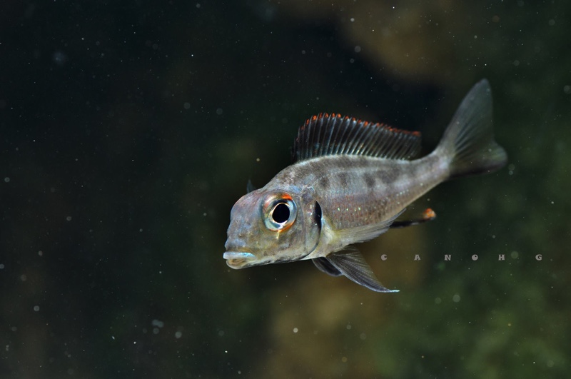 Callochromis macrops 'Chituta Bay'